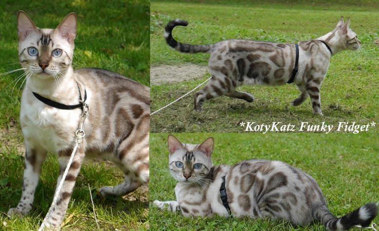 KotyKatz Funky Fidget 2.5 Years