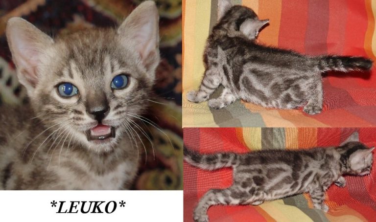 Leuko 5 Weeks