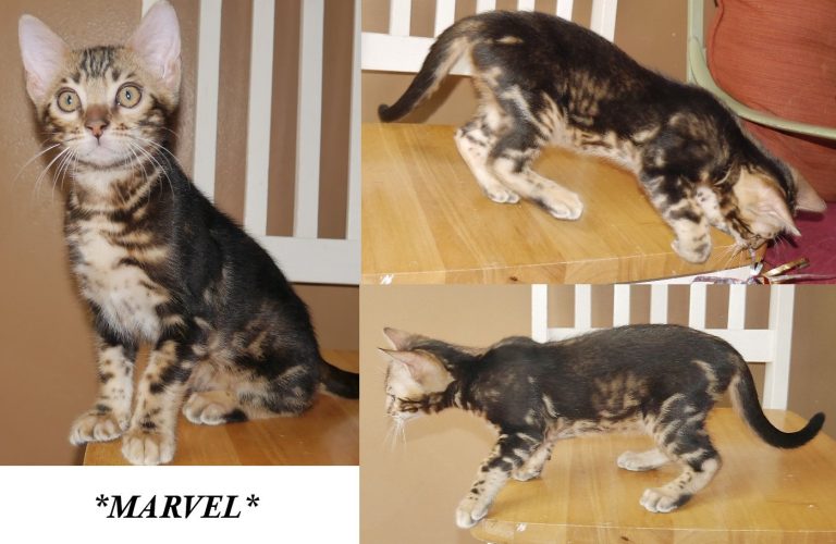 Marvel 11 Weeks