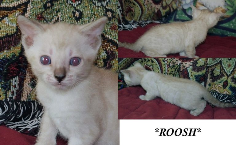Roosh 5 Weeks