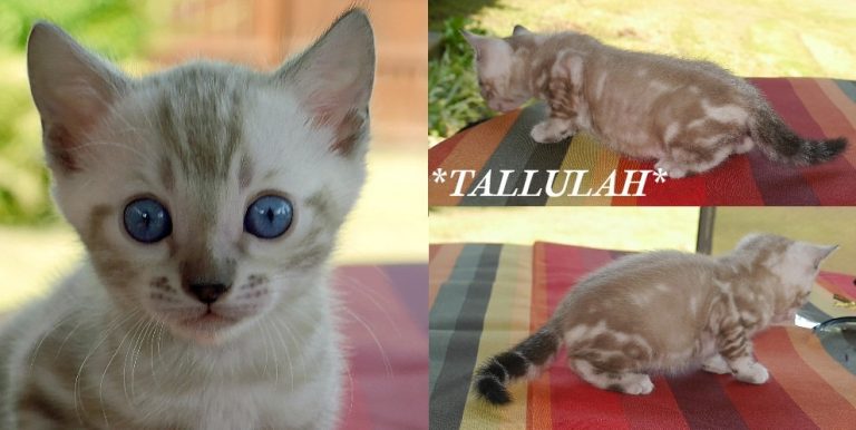 Tallulah 6 Weeks