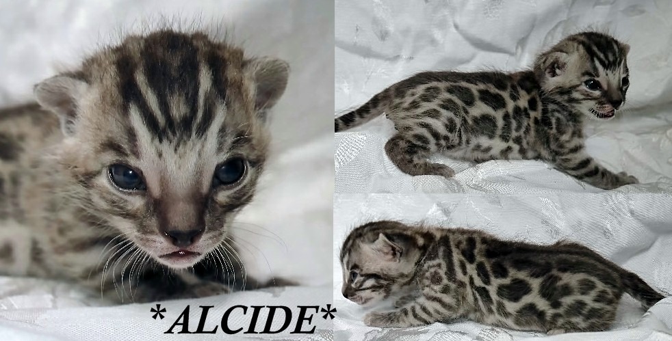 Alcide 2 Weeks