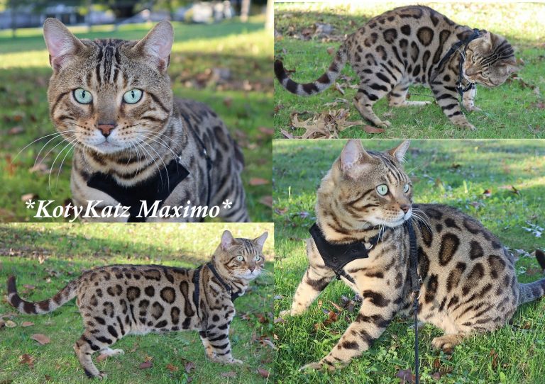 KotyKatz Maximo 5 Years
