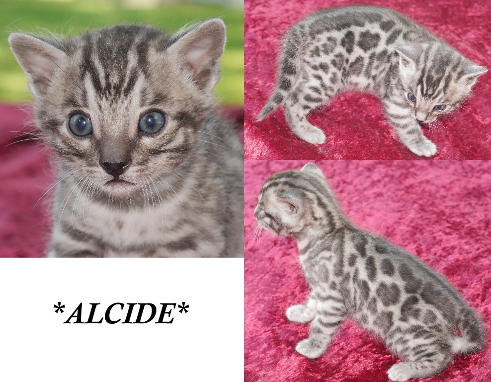 Alcide 4 Weeks