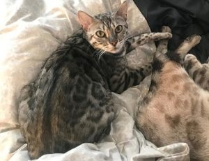 Cricket is a silver, rosetted, female F2 Bengal.