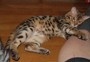 Delphini is a brown, rosetted F3 female Bengal.