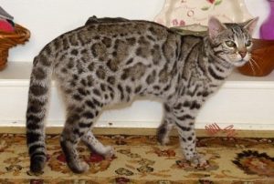 Meraki is a silver, rosetted, female F1 Bengal.