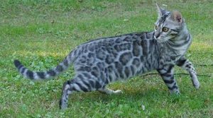 Cricket is a silver, rosetted, female F2 Bengal.