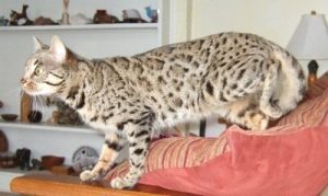 Delta is a brown, rosetted, female F2 Bengal.