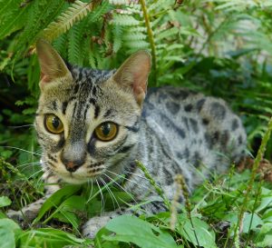 Kola is a brown, spotted, female F2 Bengal.