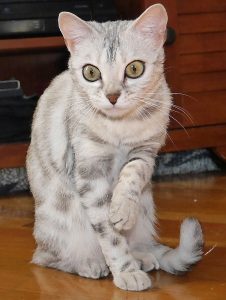 Sniglet is a silver, rosetted F2 female Bengal.