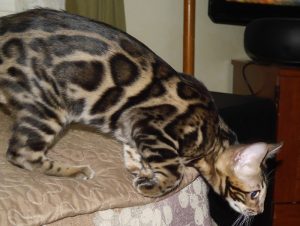 Anromeda is a brown, rosetted F3 female Bengal.