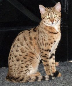 Aradia is a brown, spotted, female F3 Bengal.