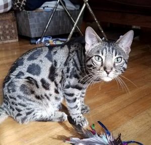 Leo is a brown, rosetted, male F3 Bengal.