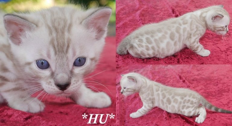 Hu 4 Weeks