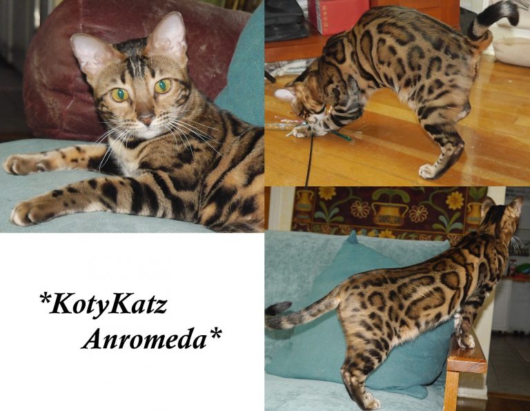 KotyKatz Anromeda