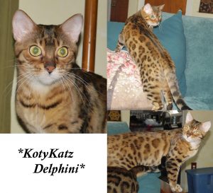 KotyKatz Delphini