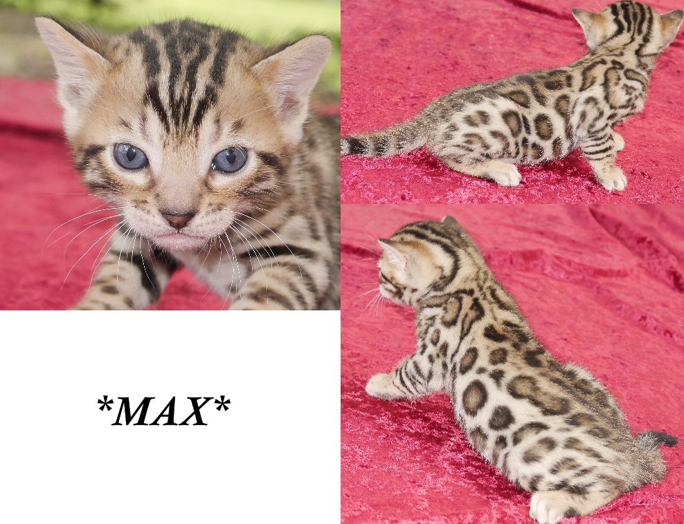 Max 4 Weeks