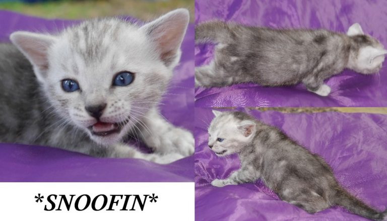 Snoofin 4 Weeks