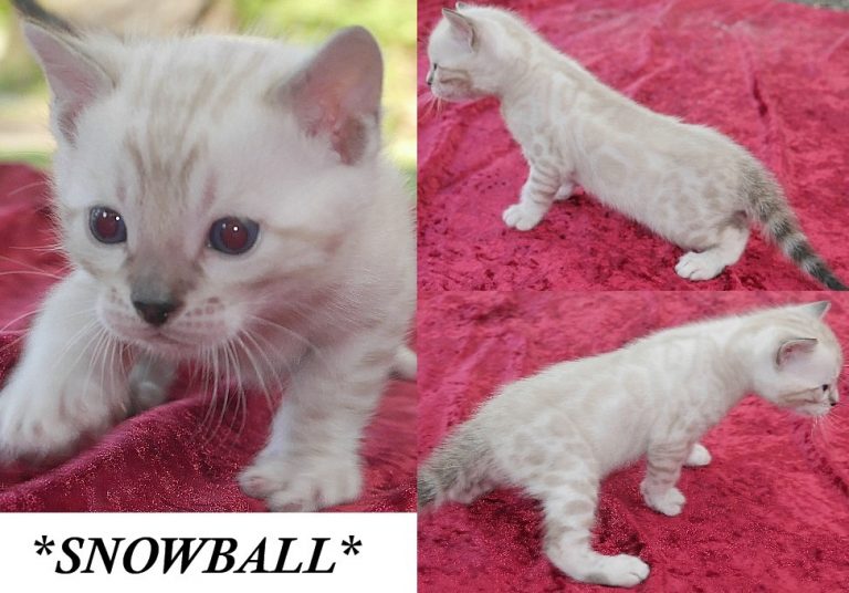Snowball 4 Weeks