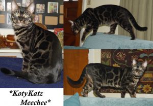 KotyKatz Meechee