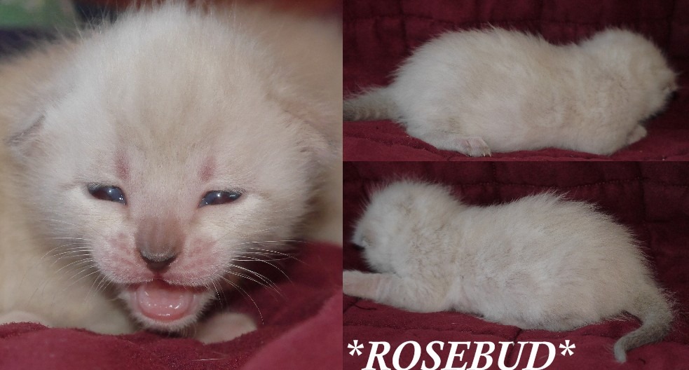 Rosebud 1 Week