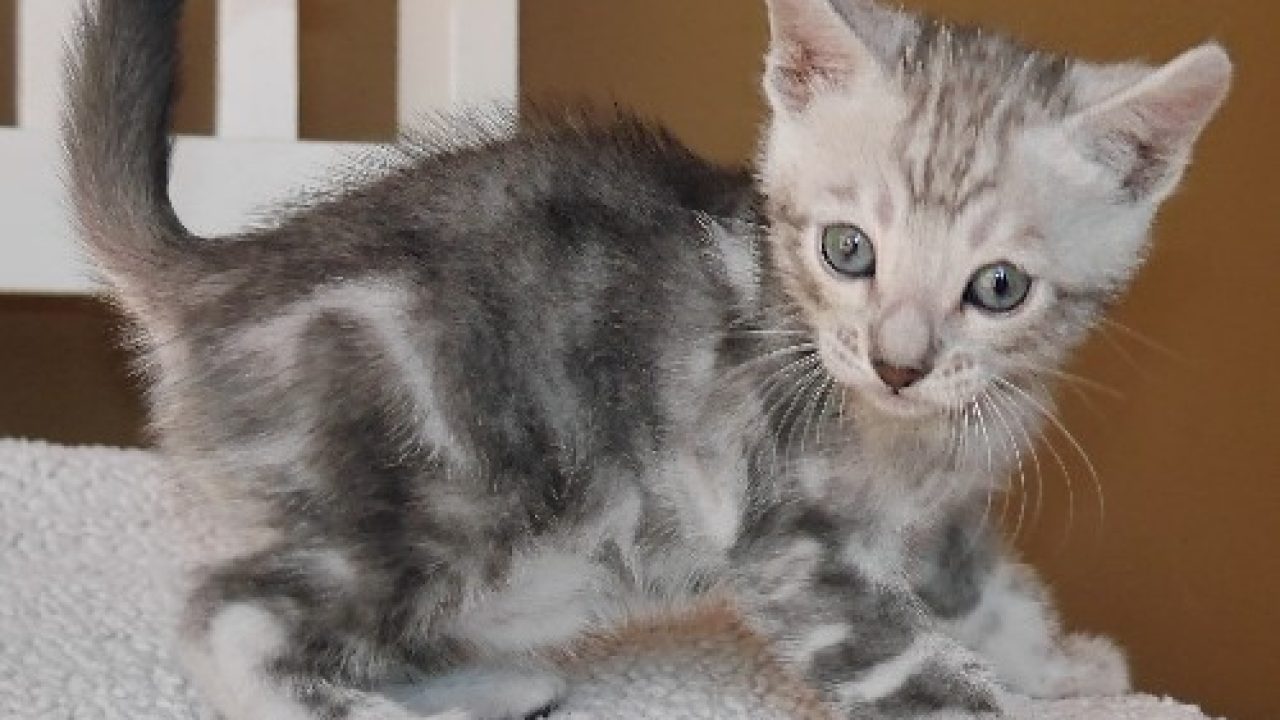 Mayo - Silver Marble Male Bengal Kitten - KotyKatz Bengals, image size:1280x720