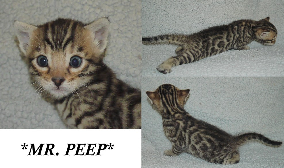Mr Peep 3 Weeks