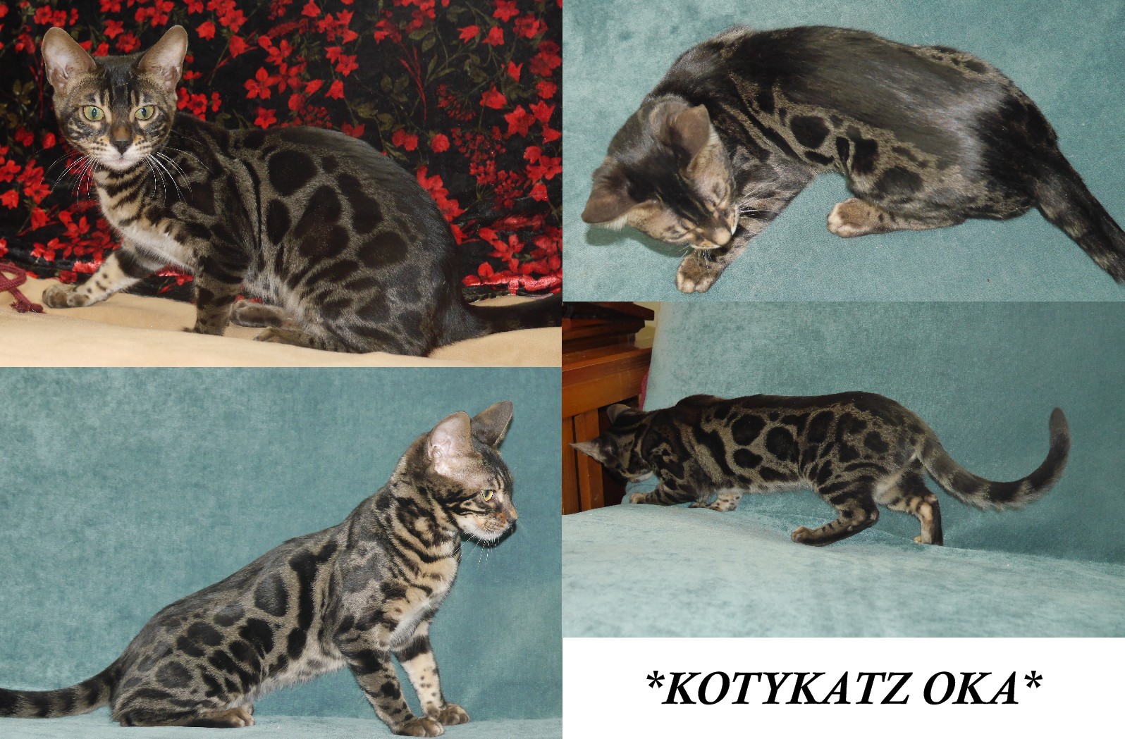 KotyKatz Oka 5 Months