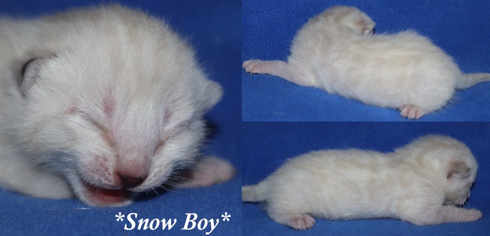 Snow Boy 1 Week - Dallas