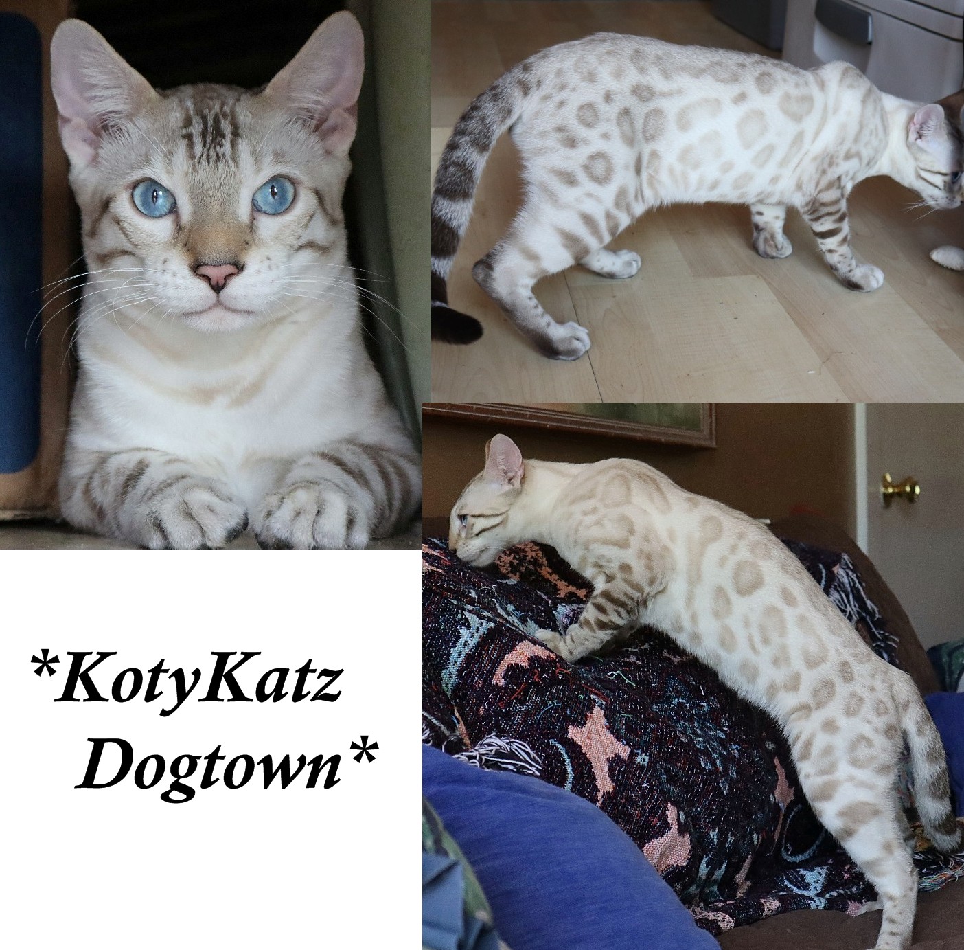 KotyKatz Dogtown 7 Months