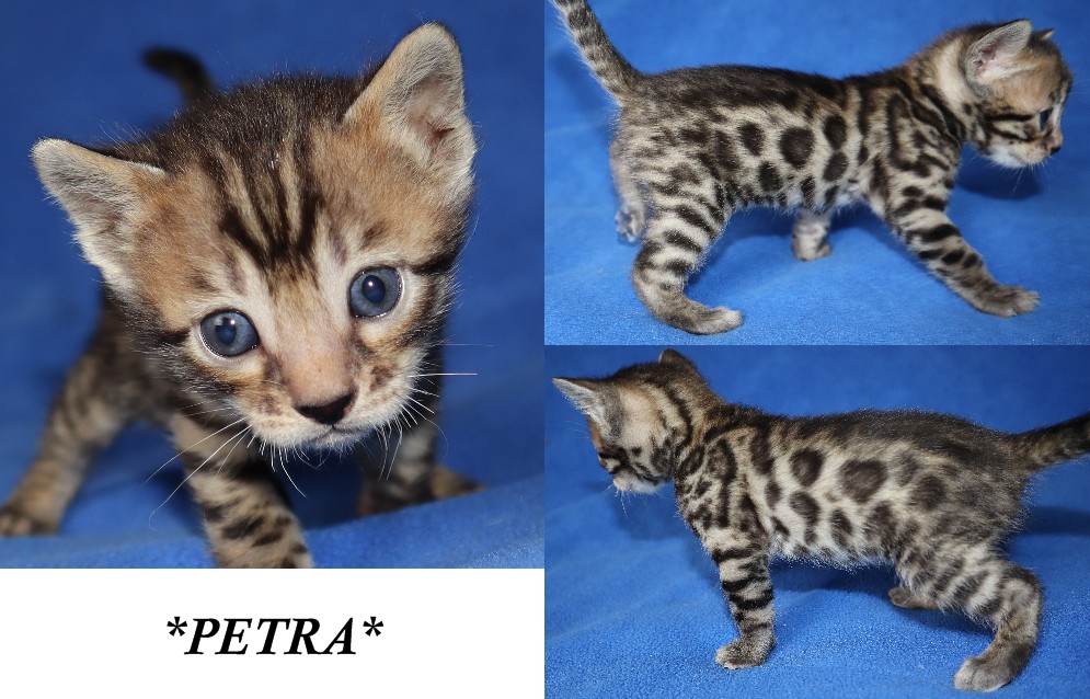 Brown spotted Bengal kitten - Hypoallergenic Cat - Bengal Cats for