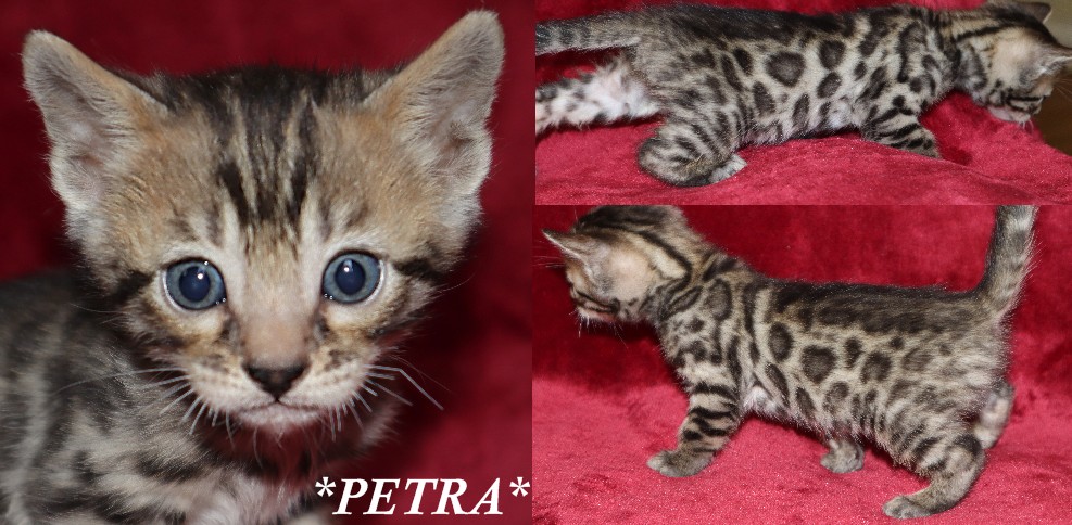 Brown spotted Bengal kitten - Hypoallergenic Cat - Bengal Cats for