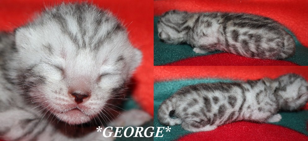 George 1 Week