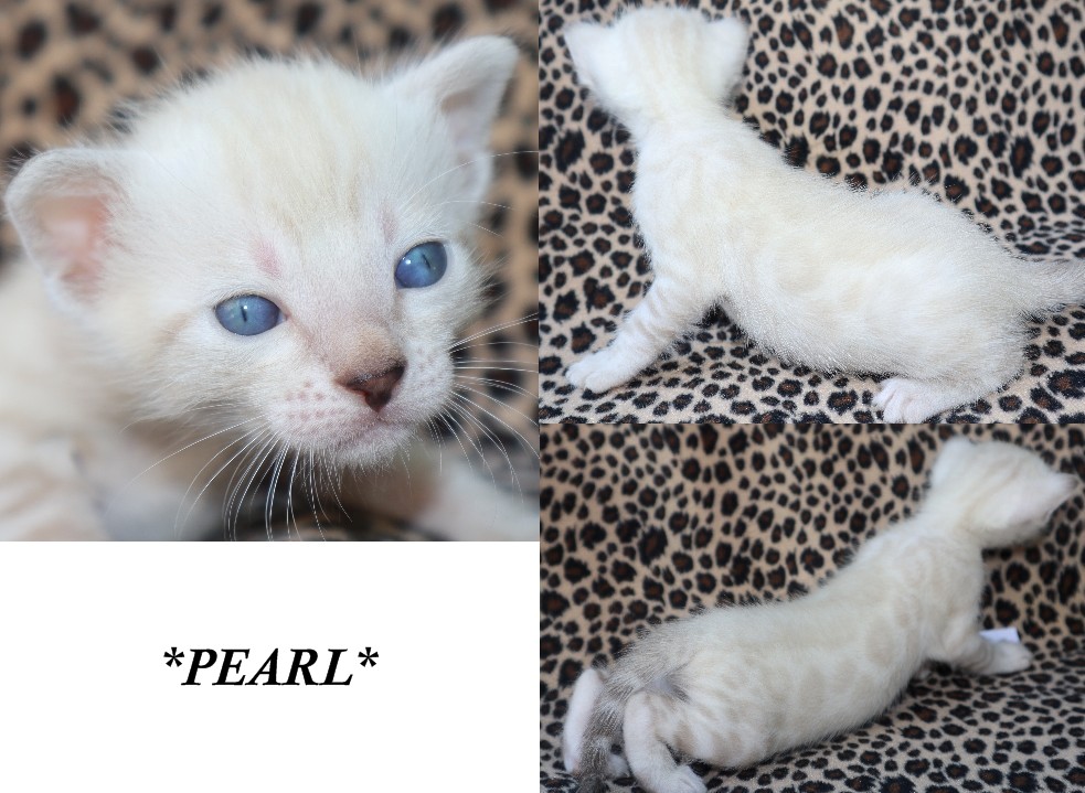 Pearl 2 Weeks