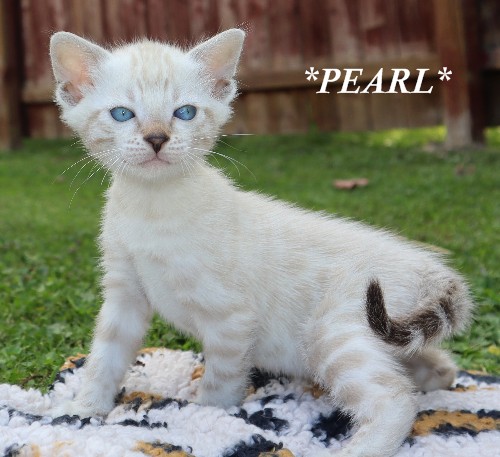 Pearl 5 Weeks