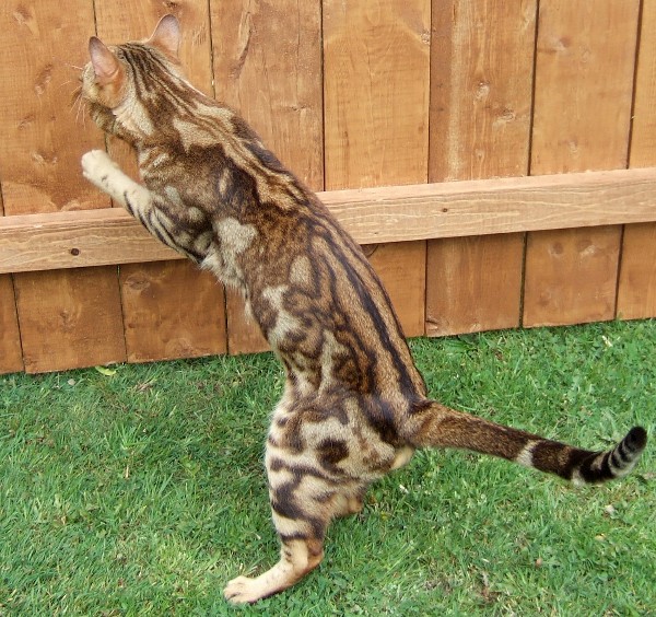 Duma Brown Chaotic Marble Bengal