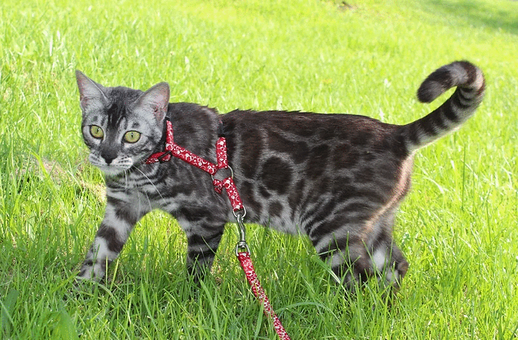Silver Spotted Charcoal Bengal