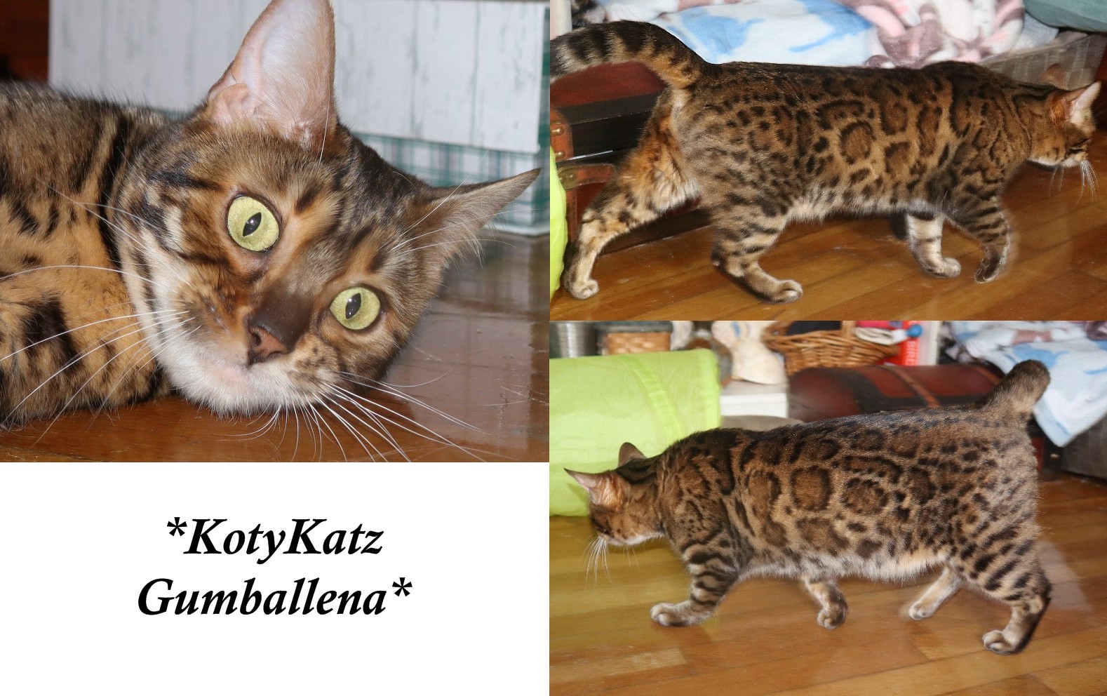 KotyKatz Gumballena 1 Year 3 Months