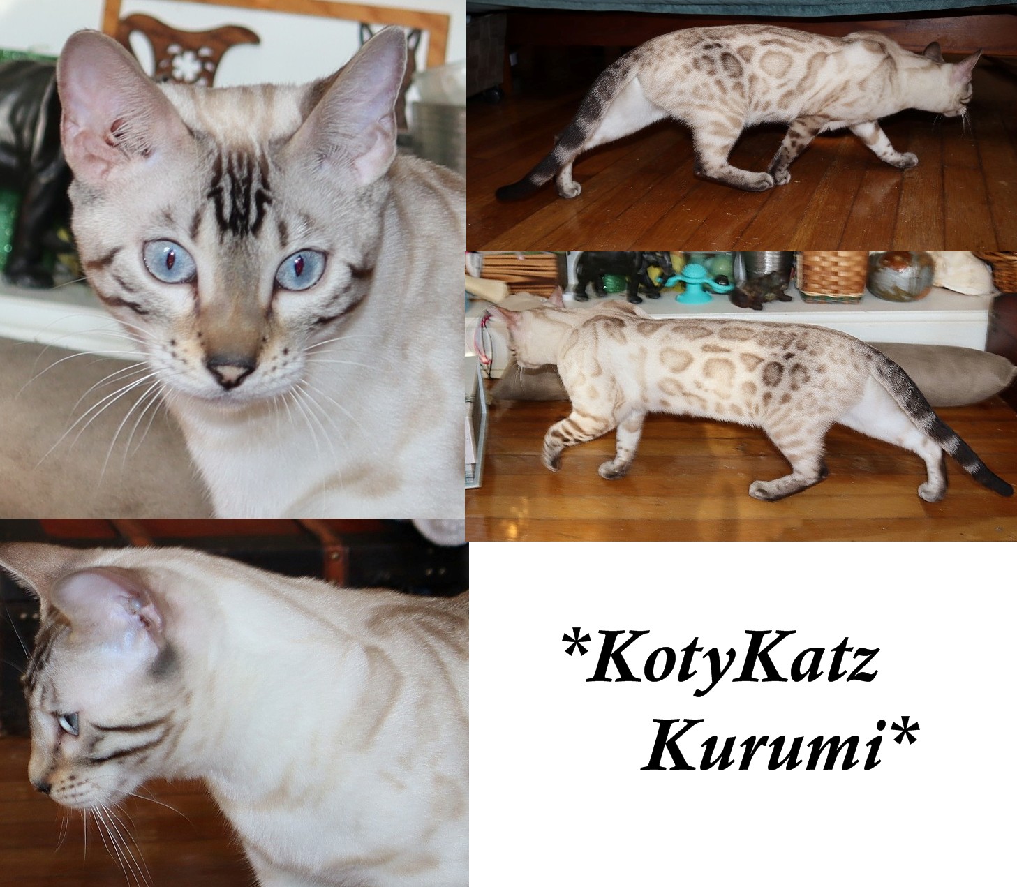 KotyKatz Kurumi 10 Months