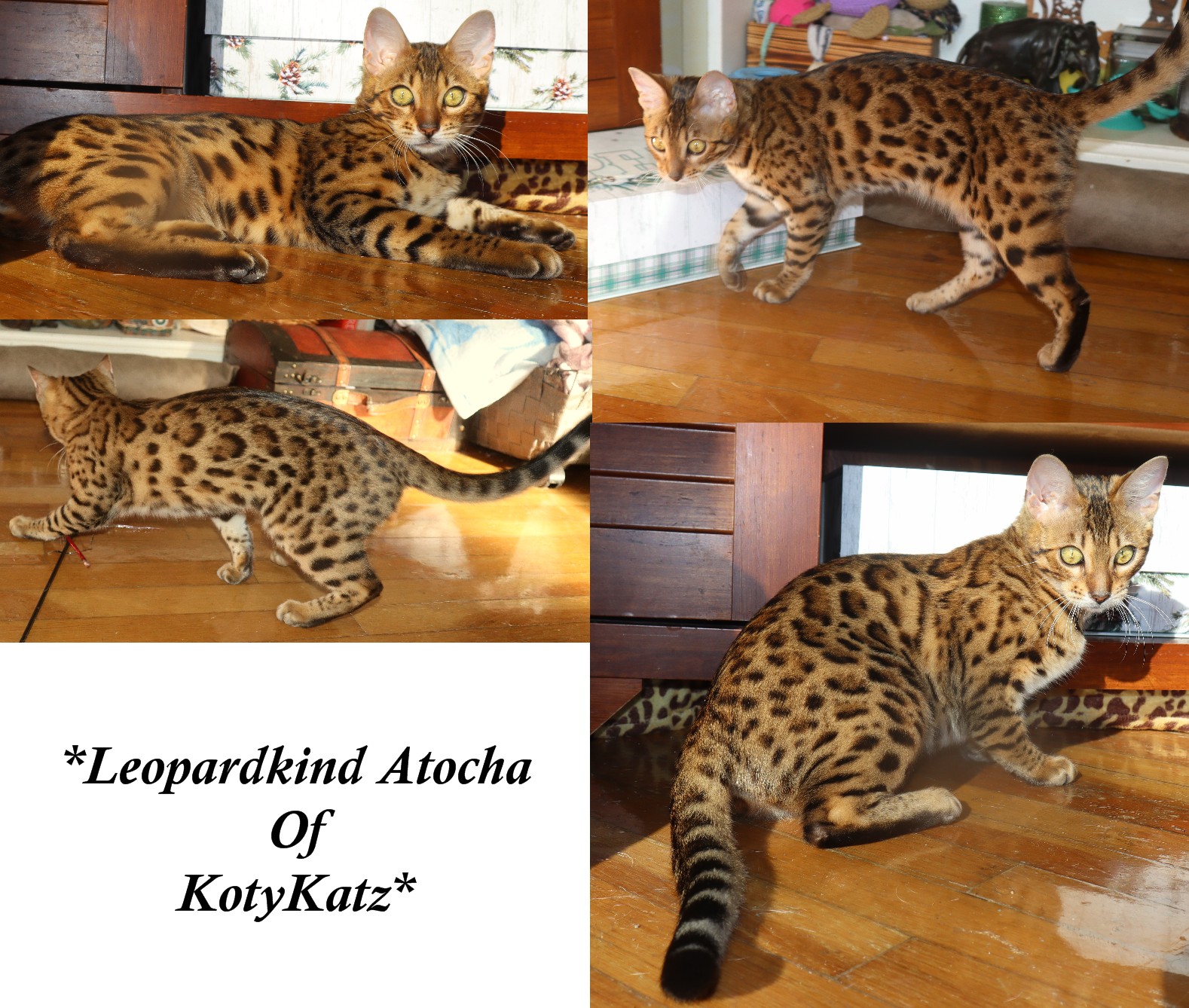 LeopardKind Atocha of KotyKatz 5 Months