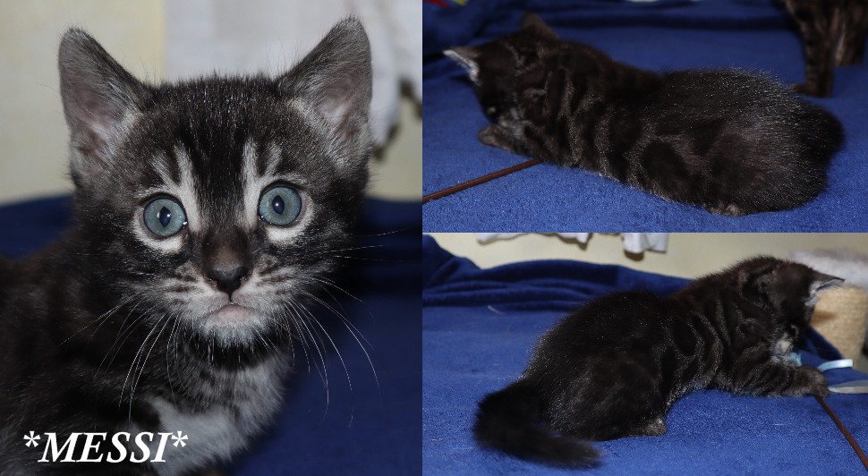 Messi 5 Weeks