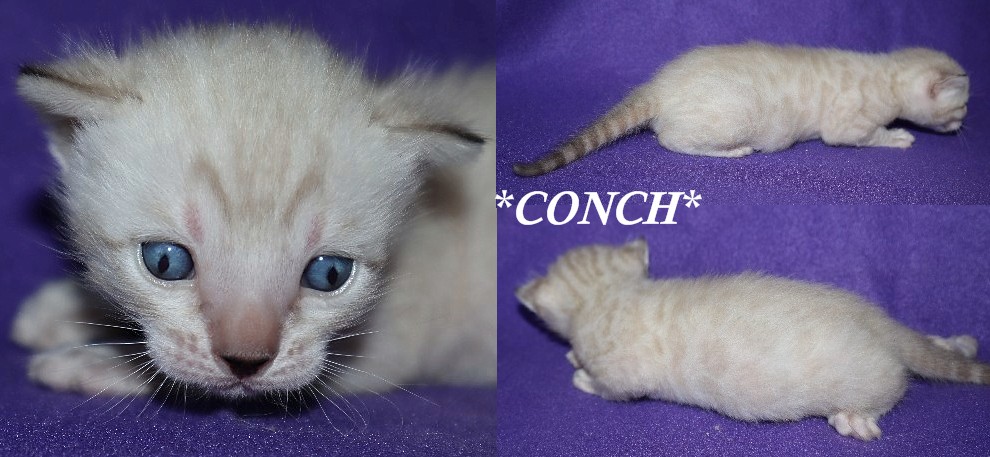 Conch 3 Weeks