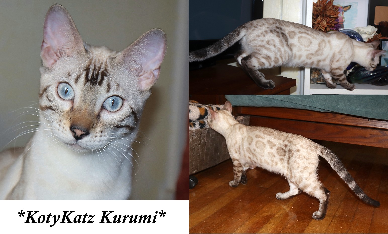 Kurumi 6 Months