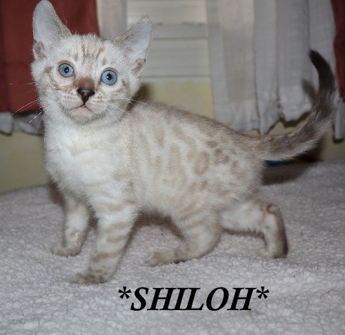 Shiloh 7 Weeks