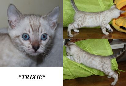 Trixie 6 Weeks