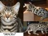 Mocha – Brown Rosetted Female Bengal Kitten
