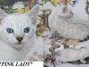 Pink Lady – Silver Seal Lynx Point (Snow) Female Bengal Kitten