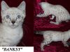 Banksy – Silver Seal Lynx Point (Snow) Rosetted Male Bengal Kitten