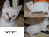 Sprite – Silver Seal Lynx Point (Snow) Male Bengal Kitten